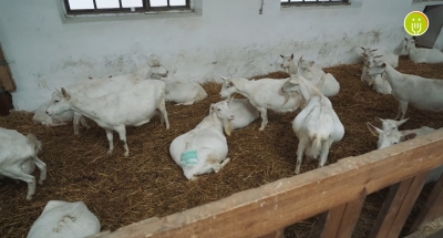 На фермі «Семеро козенят» у Бучачі кози слухають колядки та їдять кукурудзяні палички (відео)