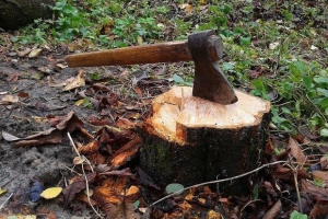 За що лісогосподарське підприємство з Тернопільщини заплатить державі понад 840 000 гривень?