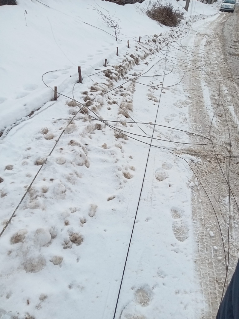 На Тернопільщині дерево впало на електродроти (фотофакт)