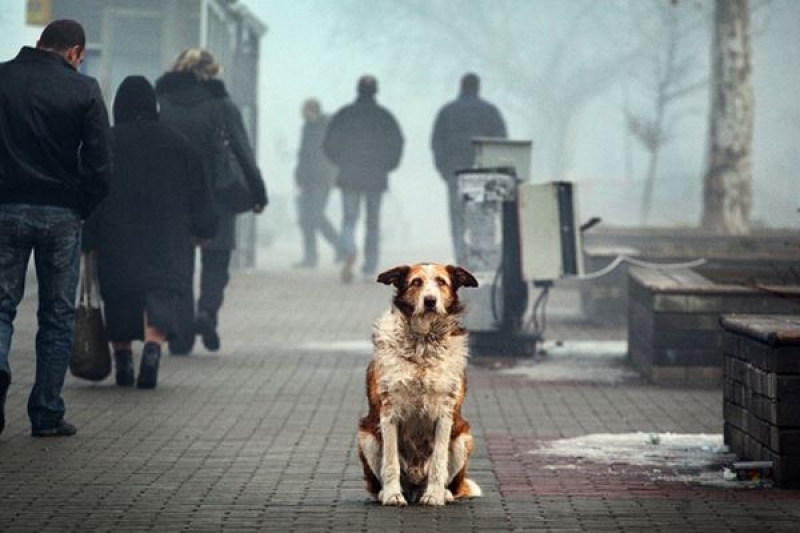 У Чорткові відловлюють безпритульних собак для стерилізації