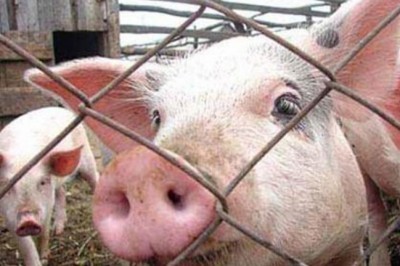У Тернопільській області – спалах африканської чуми свиней
