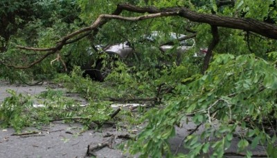У Тернополі дерево впало на припаркований автомобіль