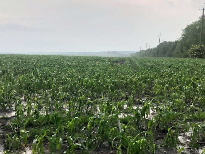 Поламані дерева та затоплені городи: показали наслідки негоди на Тернопільщині (фото)