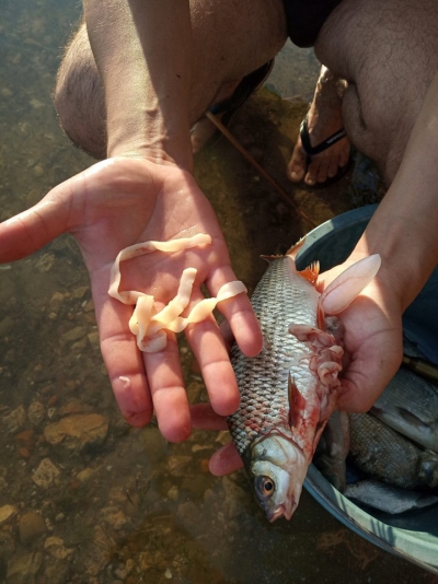 У річці на Тернопільщині водиться риба, яка заражена паразитами (фотофакт)