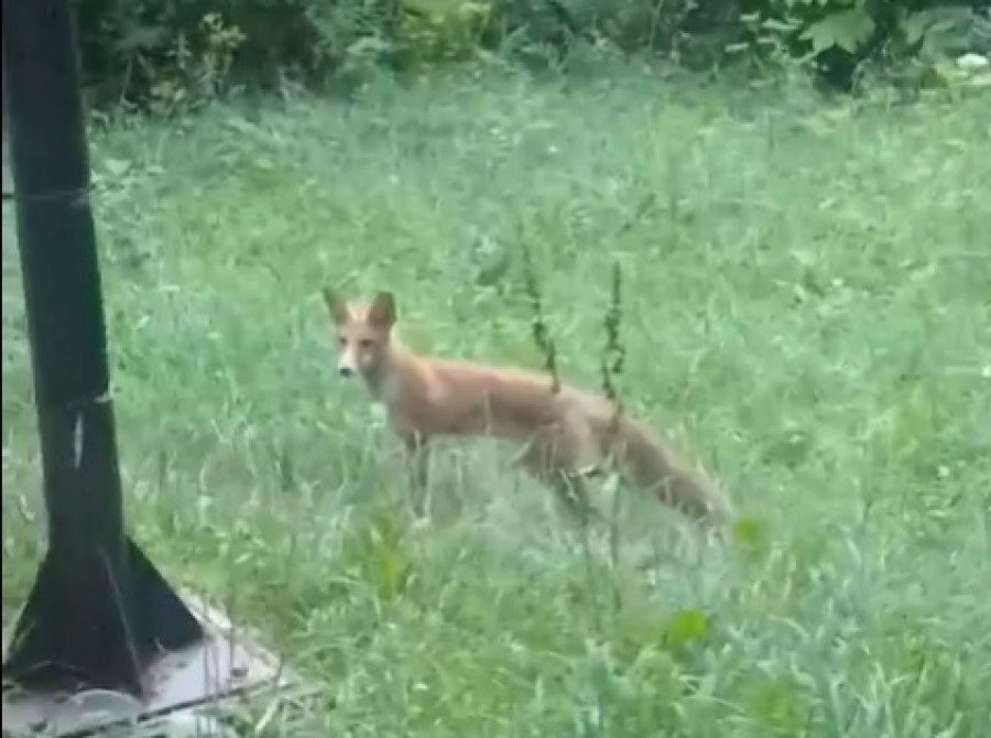 «Шукає їжу та підходить близько до людей»: у парку Тернополя помітили лисицю (відео)