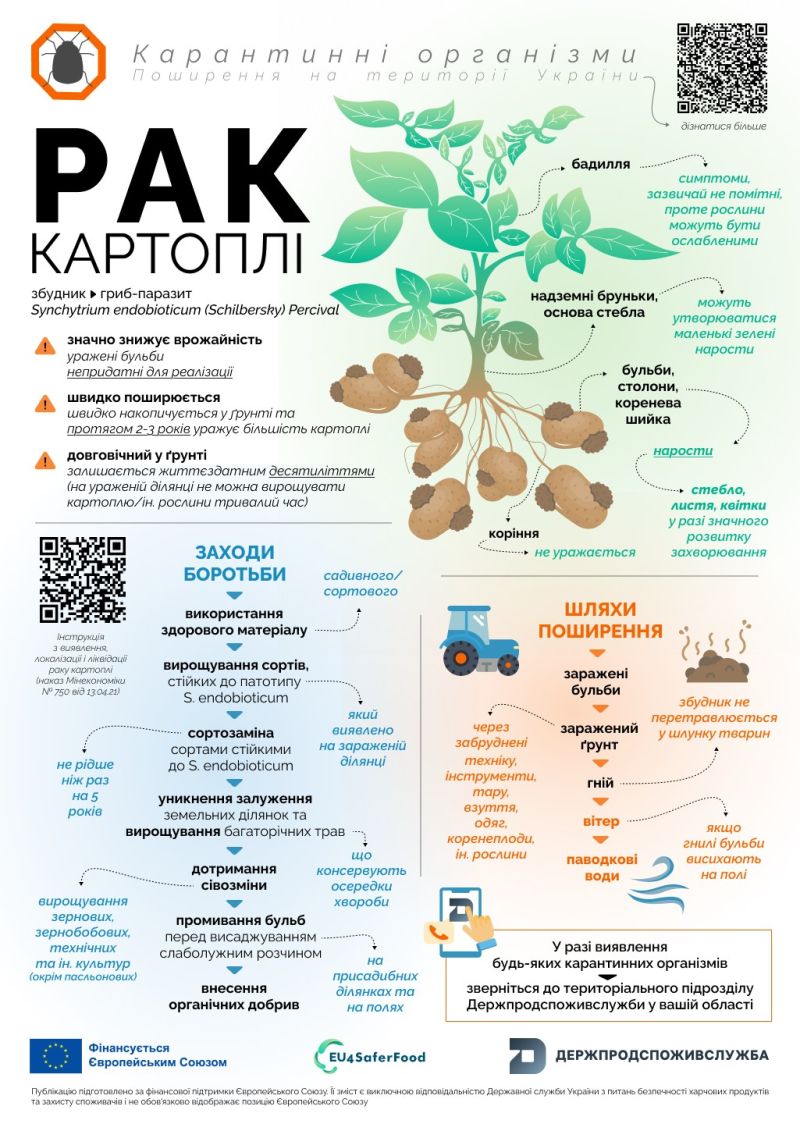 Як розпізнати рак картоплі: рекомендації Держпродспоживслужби