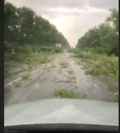 Негода на Тернопільщині повалила чимало дерев (відео)