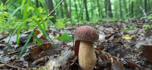 У лісах Тернопільщини вже збирають білі гриби (фото)