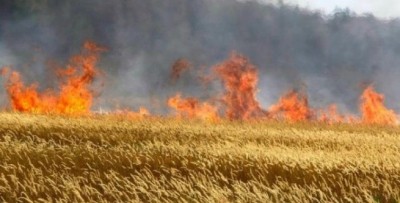 Через несправність комбайну неподалік Тернополя згорів лан пшениці