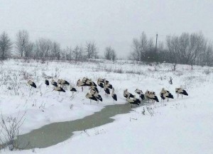 Мешканців Тернопільщини закликають рятувати лелек