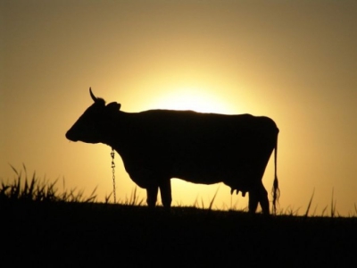 В агроформуванні на Тернопільщині корова щодня дає рекордних 31-33 кг молока