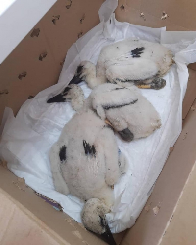 На Тернопільщині зоозахисники врятували пташенят лелек