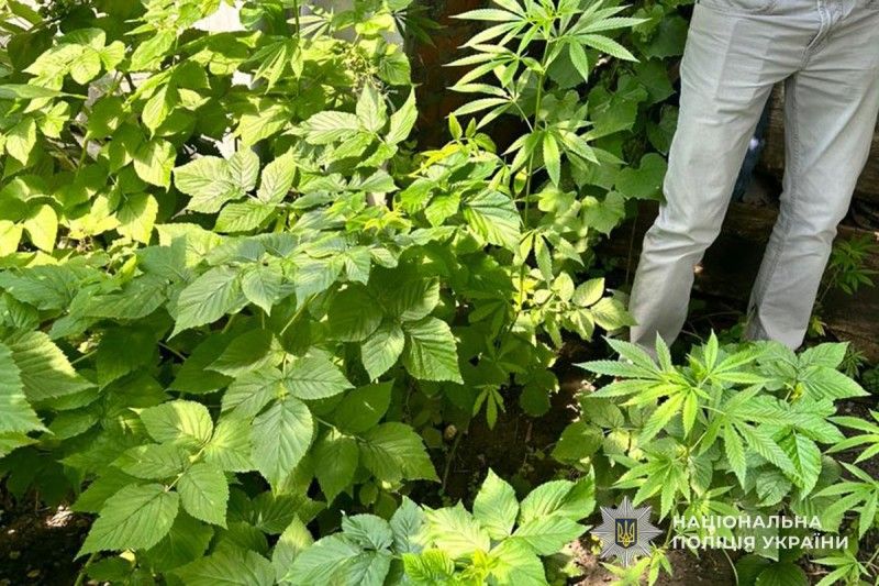 У жителя Тернопільщини виявили "плантацію" конопель