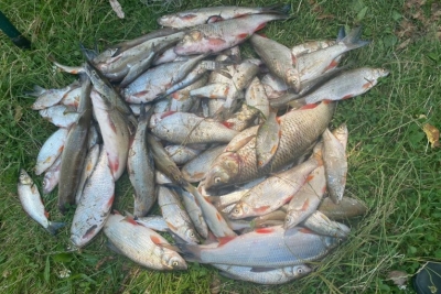 Екоінспектори припускають кілька причин загибелі риби у річці на Тернопільщині