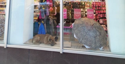 Вітрина тернопільського магазину стала прихистком для бездомної собаки (фотофакт)