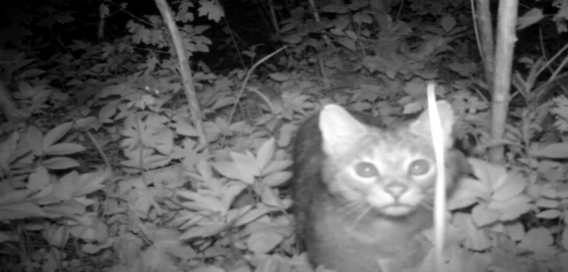 У заповіднику на Тернопільщині фотопастка зафіксувала кошеня червонокнижної породи