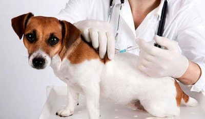 У Тернополі безкоштовно вакцинуватимуть собак та котів від сказу