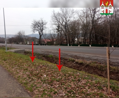 У місті на Тернопільщині шукають вандалів, що знищили алею сакур