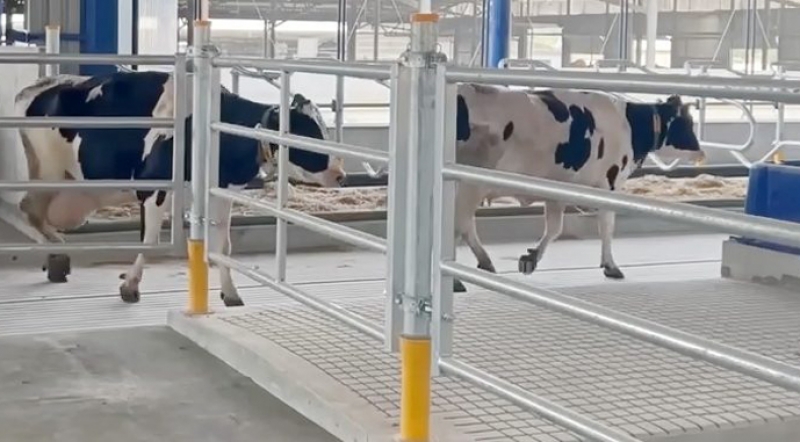 На Бучаччині ТзОВ “Бучачагрохлібпром” завершили будівництво корівника, створеного за європейською технологією