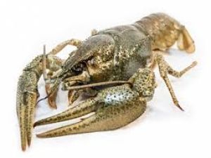 Екоінспекція інформує: на Тернопільщині з 1 грудня забороняється вилов раків