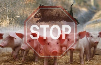 Африканська чума свиней на Тернопільщині не сповільнює темпи