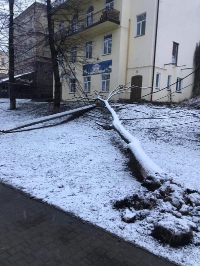 Наслідки негоди: у міському сквері на Тернопільщині впало дерево (фотофакт)