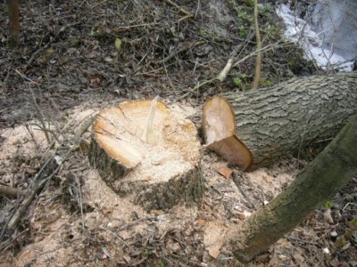 Під час заготівлі дров у лісі травмувався 18-річний мешканець Тернопільщини