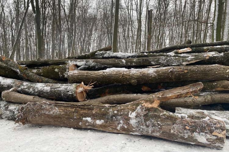 Поліцейські Тернопільщини піймали “на гарячому” чоловіка, який намагався викрасти деревину