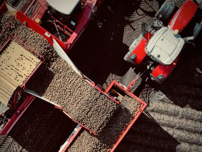 У «Контінентал» завершили викопування картоплі сезону-2025