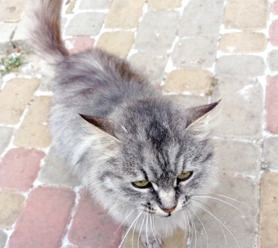 У Тернополі шукають господаря кішки, яка опинилася на вулиці після пожежі