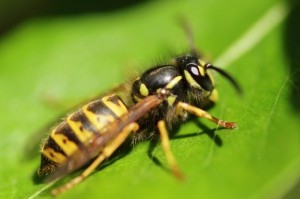 На Тернопіллі дитина померла через укус бджоли