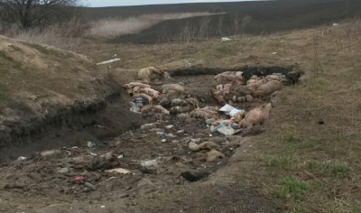 Ще одне звалище тваринних решток виявили на Тернопільщині