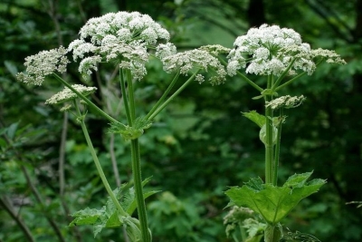 Жителів Тернопільщини попереджають про небезпечну рослину