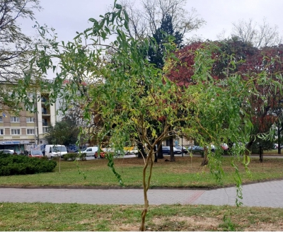 У Тернополі висадили унікальні декоративні дерева