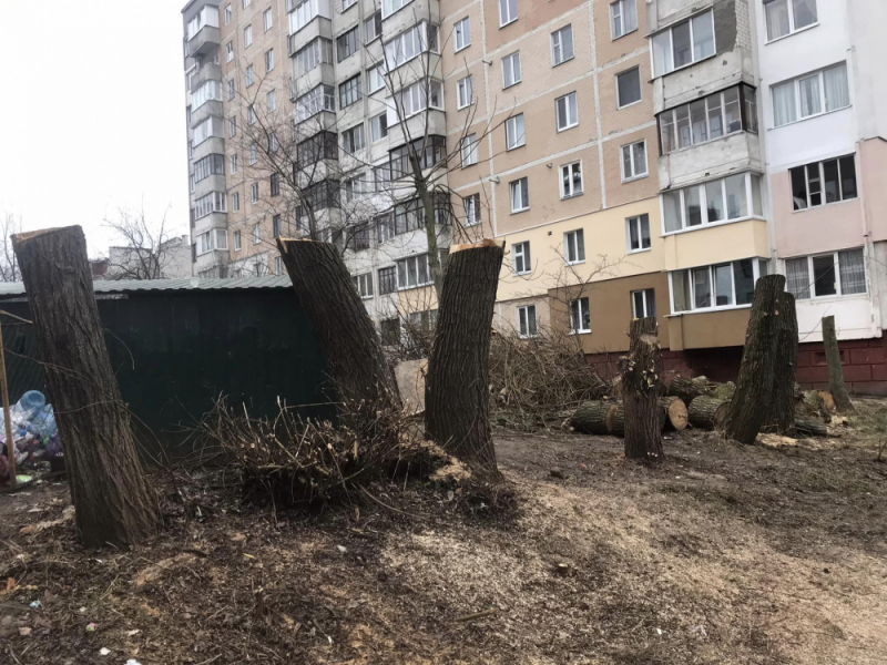 У Тернополі незаконно зрізали дерева