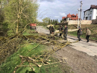 У громаді біля Тернополя дерево впало на дорогу та заблокувало рух транспорту