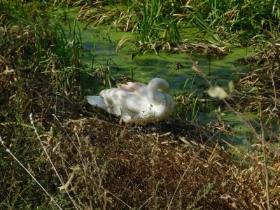 На Тернопільщині чоловік врятував пораненого лебедя (фото)