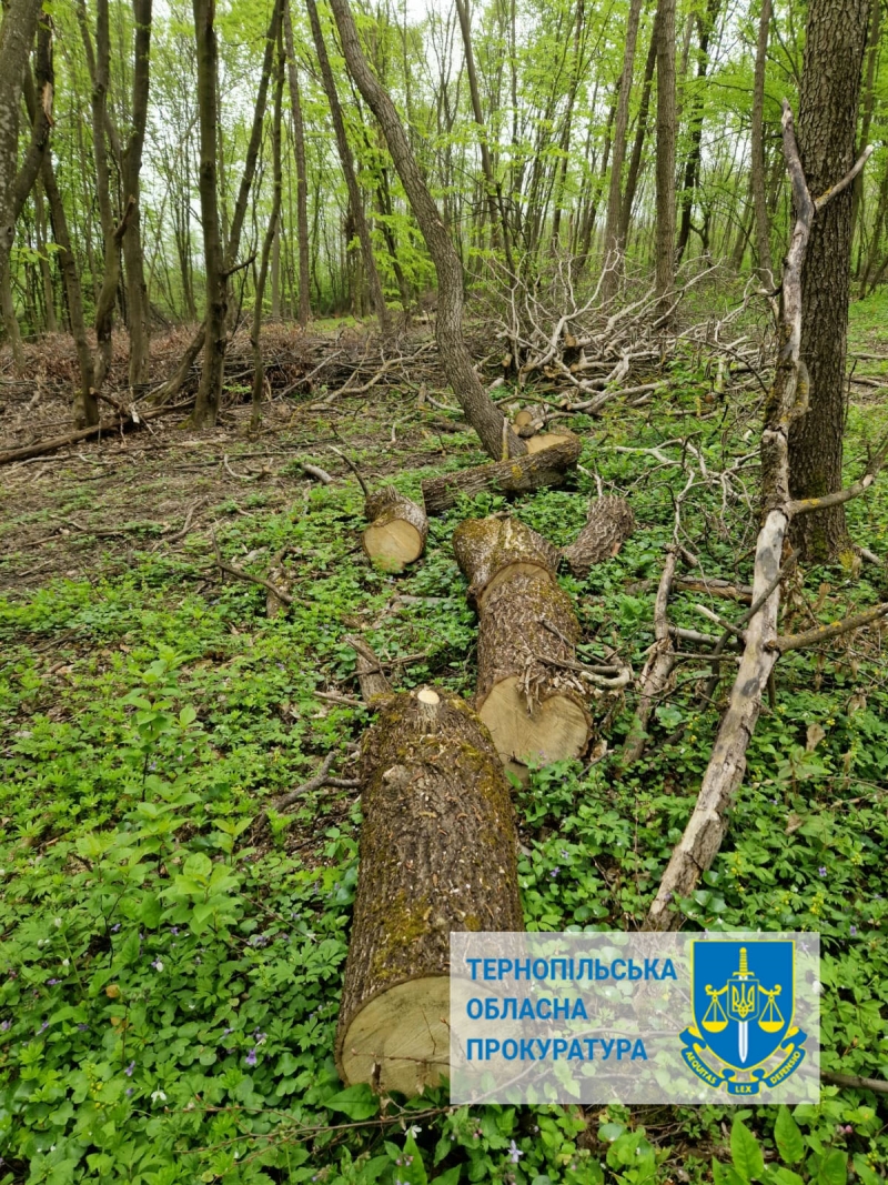За що судитимуть працівника лісгоспу з Тернопільщини?