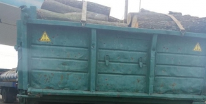 Вантажівку із незаконно зрубаною деревиною затримали на Тернопільщині