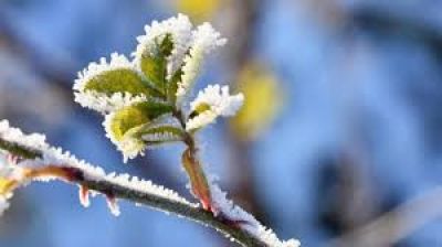 Завтра на Тернопільщині очікуються заморозки