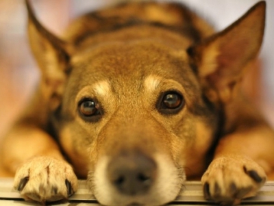 На Тернопільщині шукають волонтерів для допомоги безпритульним собакам