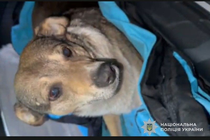 Колишній військовий поранив бездомного собаку в Тернополі: чоловік каже, що захищався