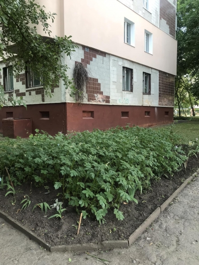 У Тернополі люди засадили клумбу картоплею (фотофакт)