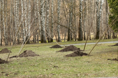 У Тернопільському парку «Національного Відродження» висадили нові дерева