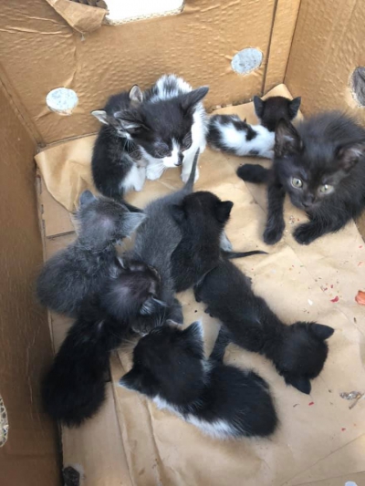 У Тернополі на дитячий майданчик підкинули десять кошенят