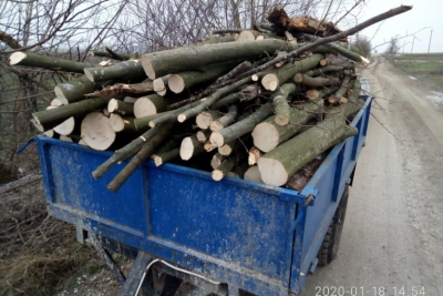 На Тернопільщині за фактами незаконної вирубки лісу відкрили близько десяти кримінальних проваджень