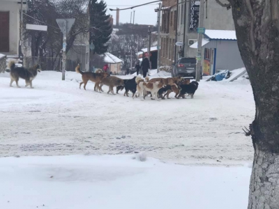 Зграя безпритульних собак лякає містян на Тернопільщині (фотофакт)