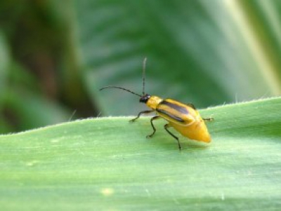 На території Тернопільщини збільшуються площі зараження західним кукурудзяним жуком