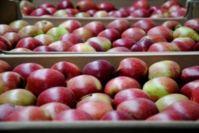 Кращі сорти яблук із садів Петра Гадза експортуватимуться до Швеції протягом цілого року