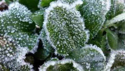 Завтра на Тернопільщині очікуються заморозки